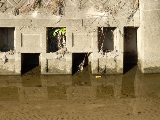 IMG_1946 定点観測点(水位は浅く、透明で臭いも感じなかった)