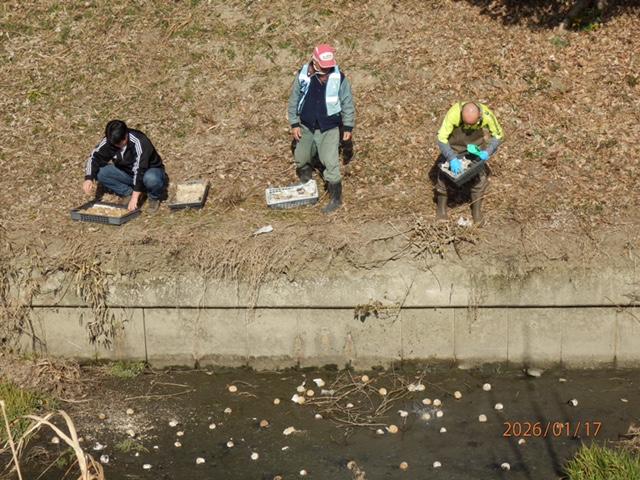 IMG_1949 ヘドロ部へ 発酵乾燥EMダンゴを投入