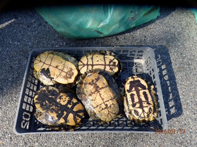 IMG_1957 捕獲したアカミミ亀