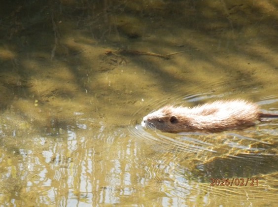 ヌートリア(外来種)