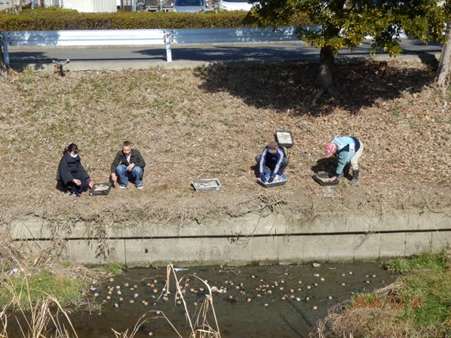 IMG_1963 ヘドロ部へ乾燥発酵EMだんごを投入