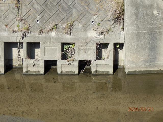 IMG_1983　定点観測点(水位は低く、澄んでいるが、臭いがしていた))