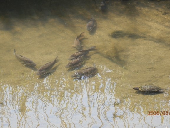 IMG_1984-2　鯉が群れをつくり、ミシシッピあかみみ亀も混ざって群れていました