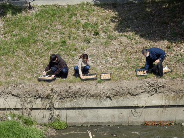 IMG_1985　ヘドロへ乾燥発酵EMだんごを投入