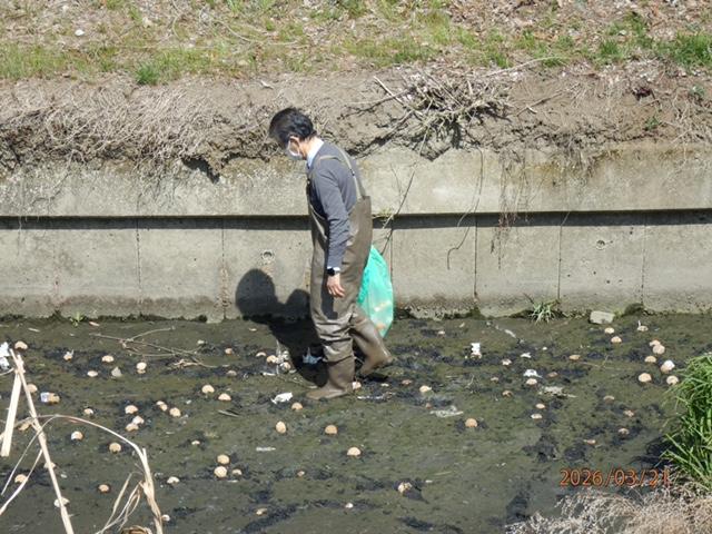 IMG_1990　投入しただんごをヘドロへ踏込み