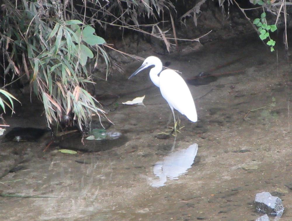 IMG_3535　サギが飛来、カルガモも餌をついばんでいた