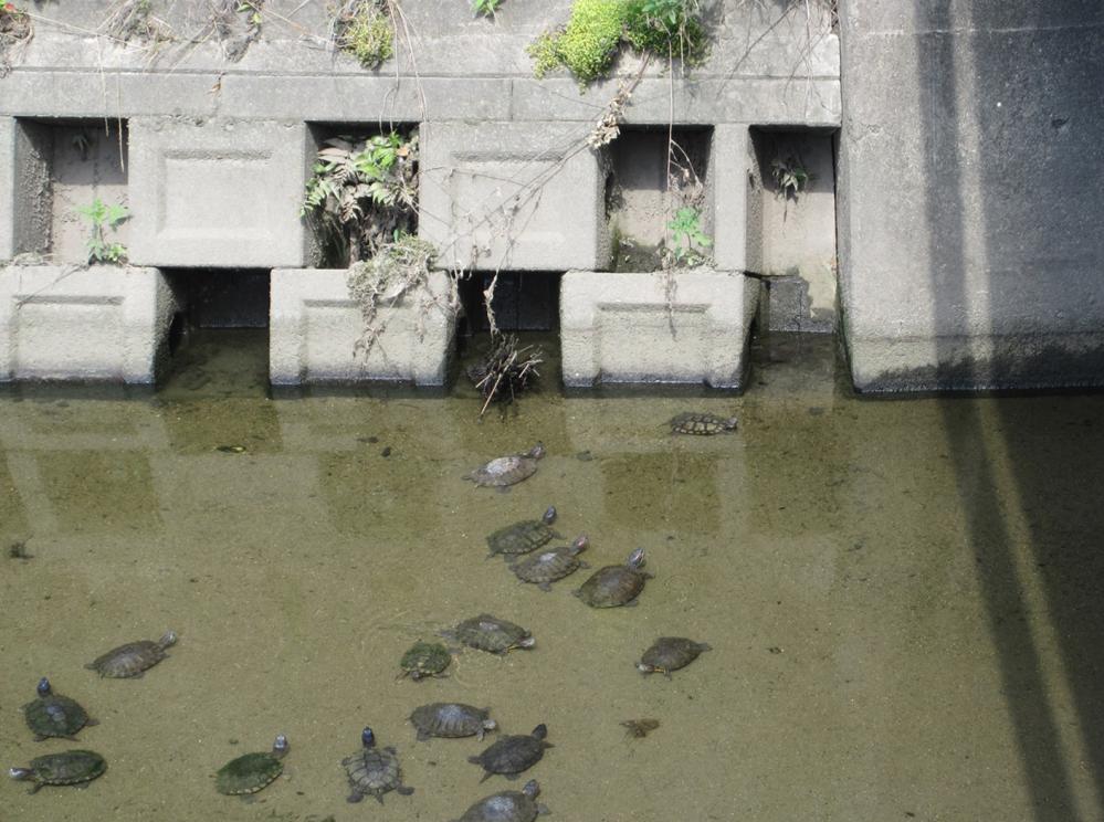 IMG_3850　定点観測点(水位は低く、悪臭・油面浮上とうは無かった)