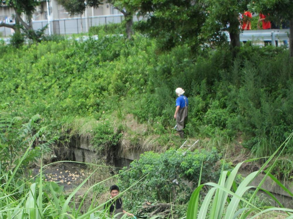 IMG_3920　ヘドロへ投入された発酵乾燥EMダンゴ、この後ヘドロへ踏込み