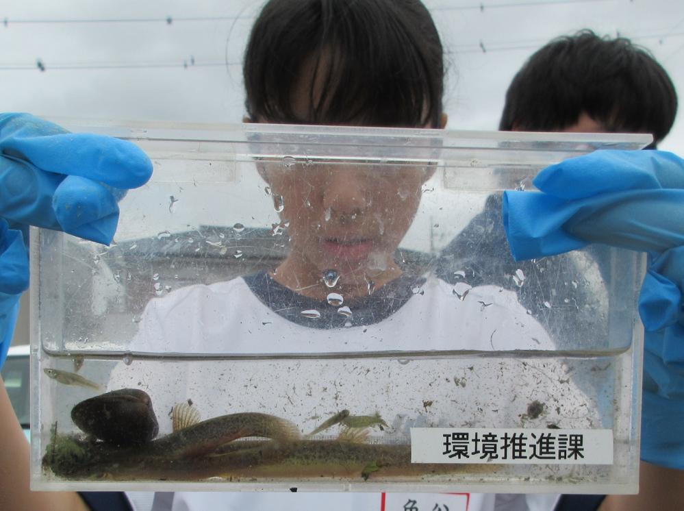 IMG_3988-1　どじょう、シジミ他を捕獲出来ました(水生物調査)