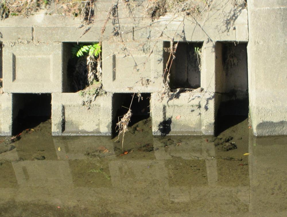 IMG_4002　定点観測点(水位は低くやや暖か、魚類が多く見られた)