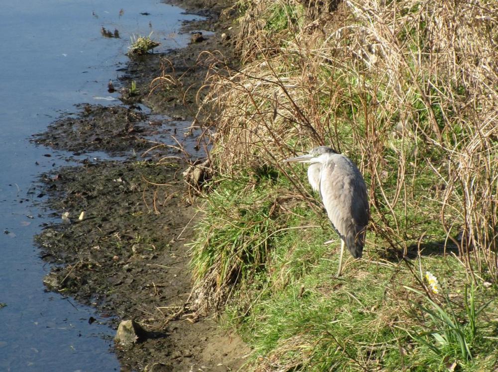 IMG_4213　アオサギが餌を求めて来場　