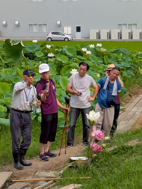 6.はすの花って、こんなに大きい！