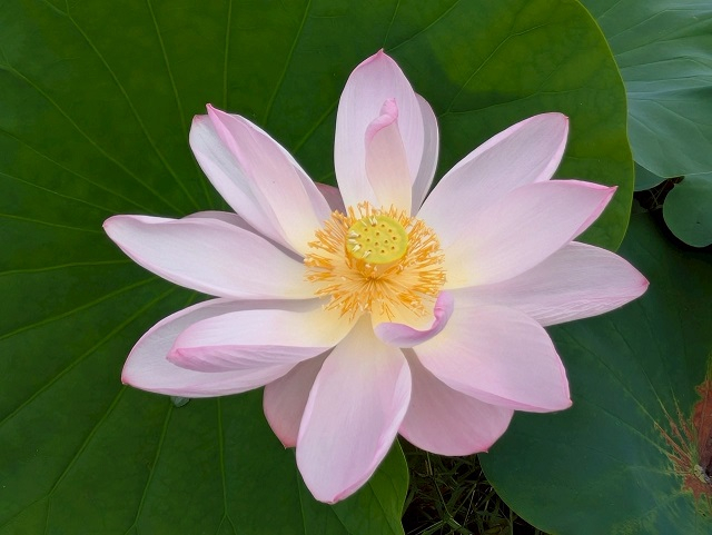7.淡いピンク色のはすの花・・・綺麗ですね