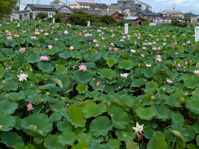 8.一面に広がるはの花は夏を代表する美しい光景の一つ