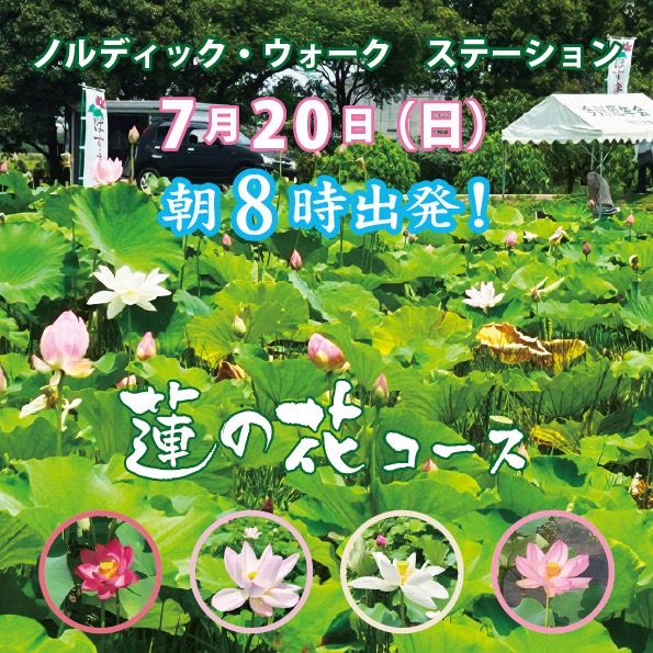 蓮の花