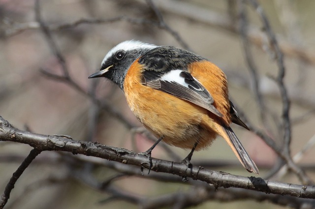 s-31,2,10ジョウビタキ♂前田公園 (2) - コピー