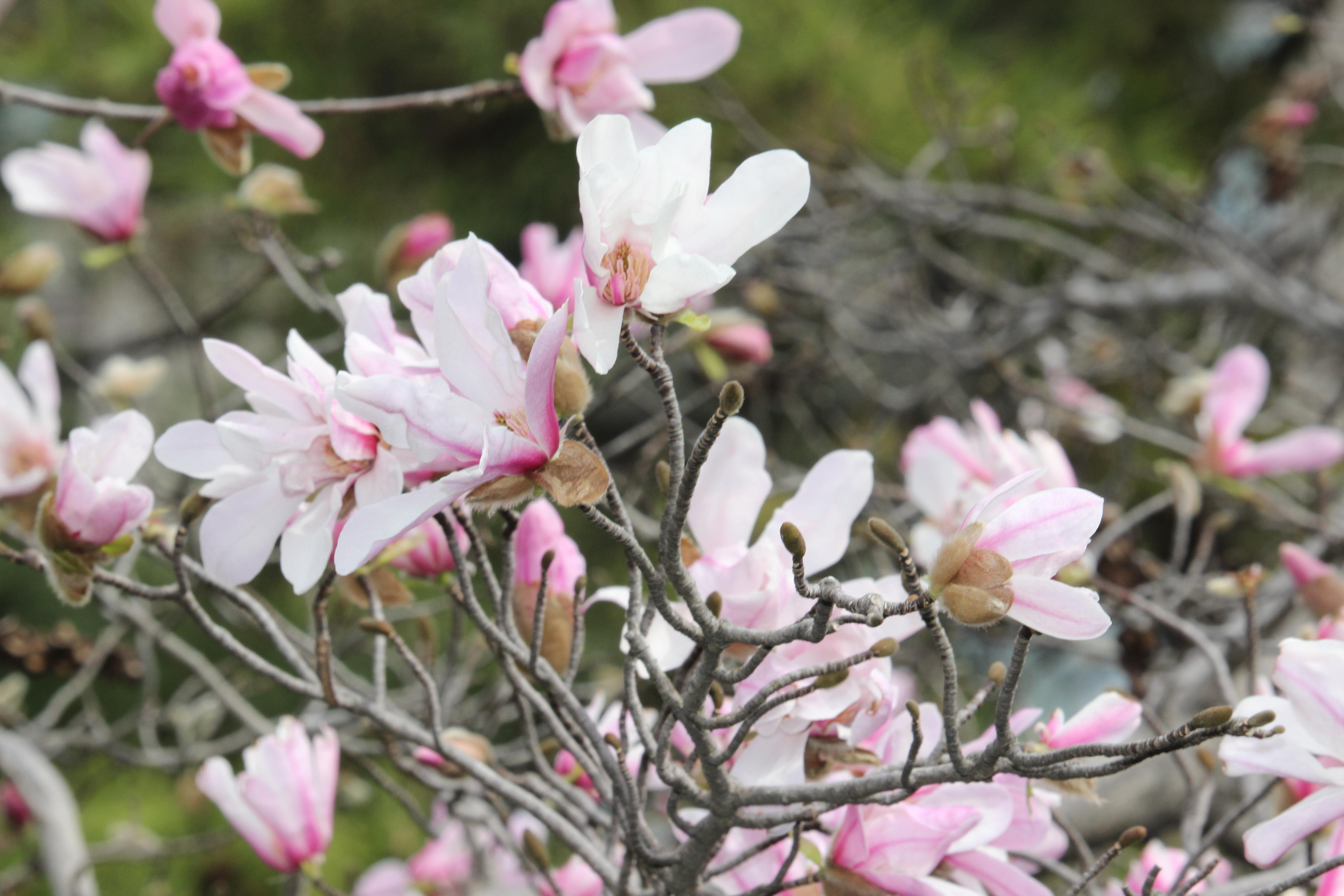 デスクトップ写真　シデコブシ
