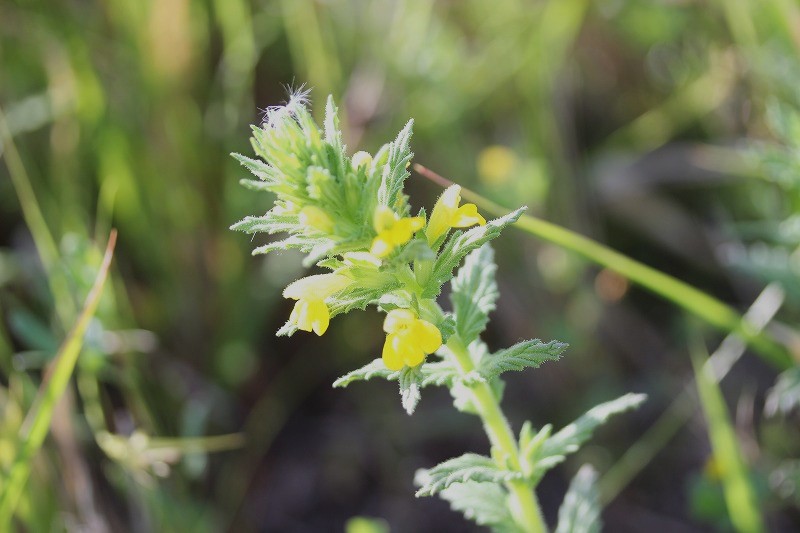 セイヨウヒキヨモギs-IMG_4575コピー
