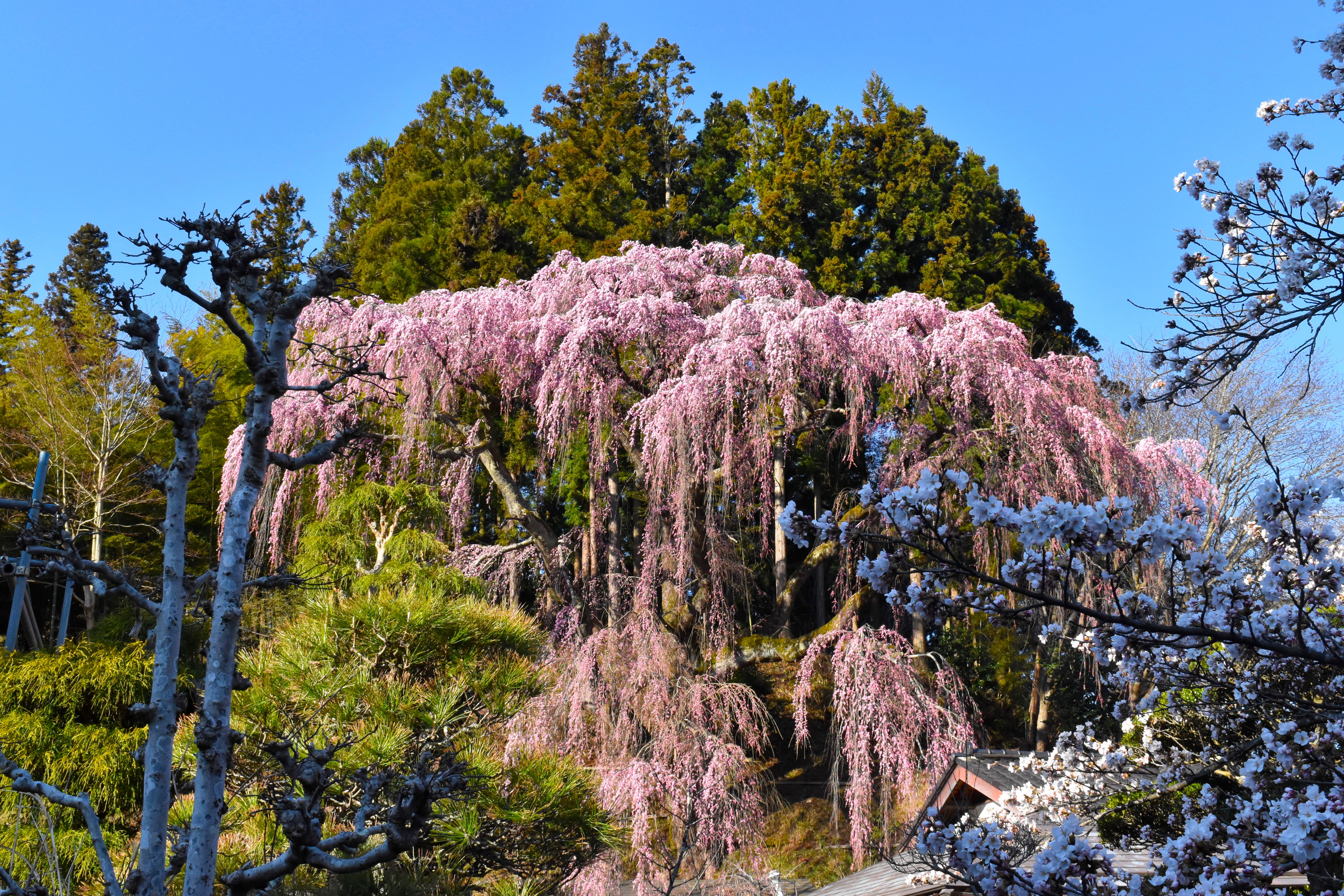 杜人サブ4 愛姫の桜.jpg